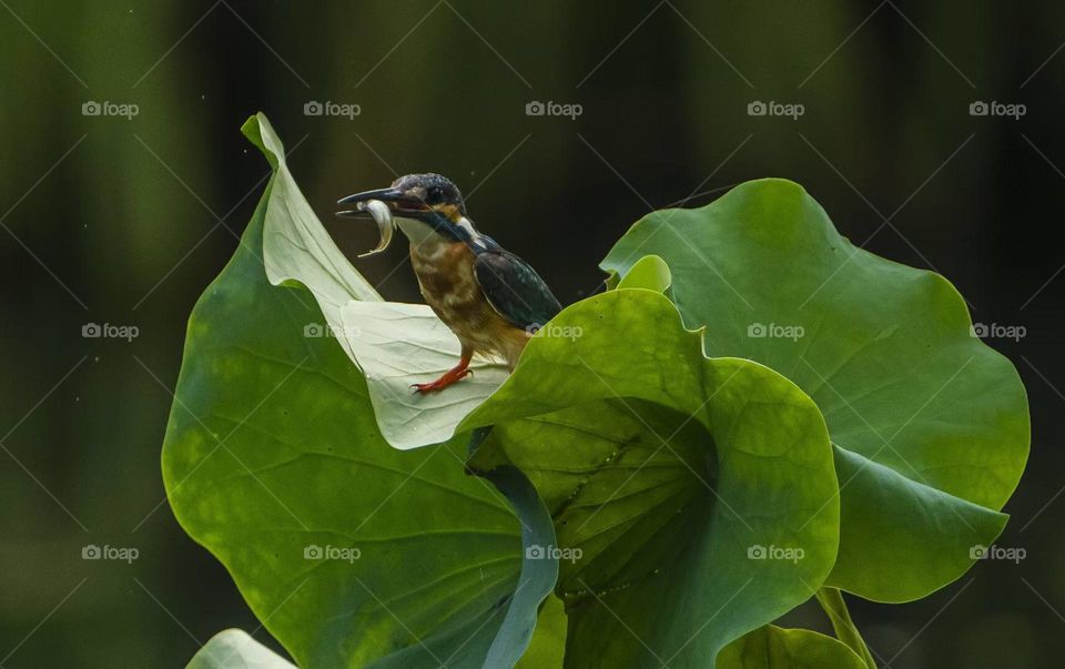 Lotus and Kingfisher, shot in Xi'an China.