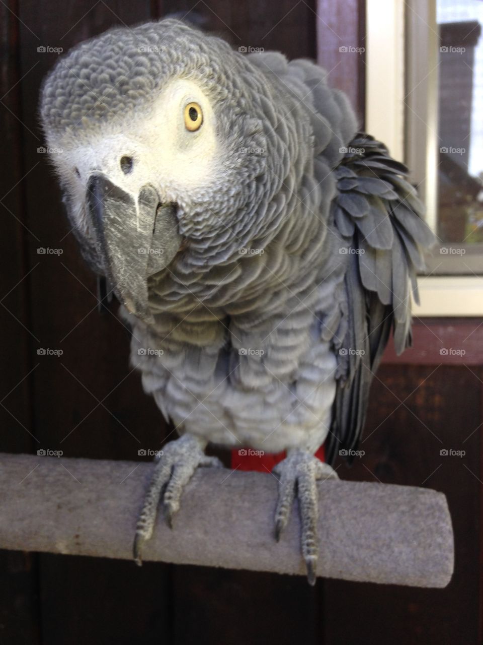 African gray 