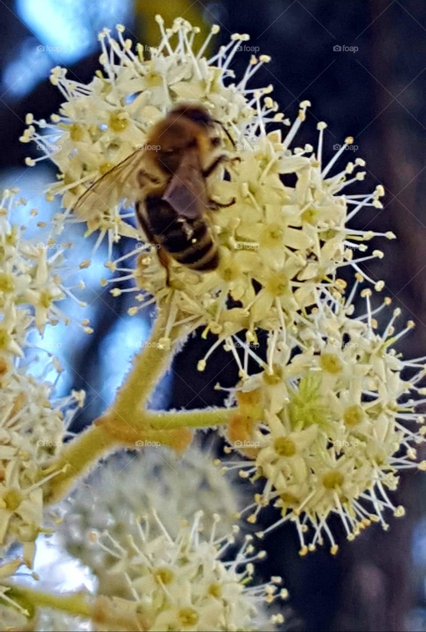 bee on flower