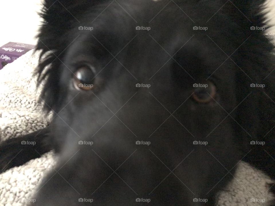 Silly up close portrait of an all black german Shepherd dog with a neutral background
