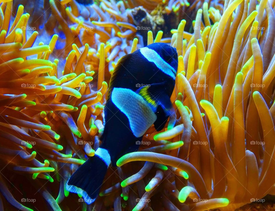 Clownfish with sea anemone