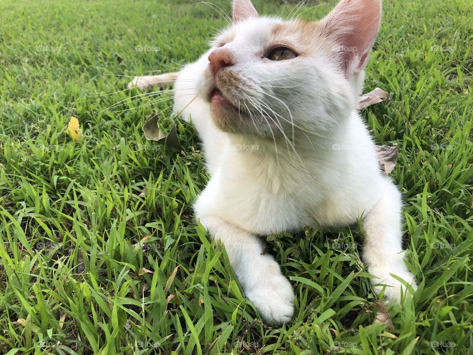 Cat relaxing in yard