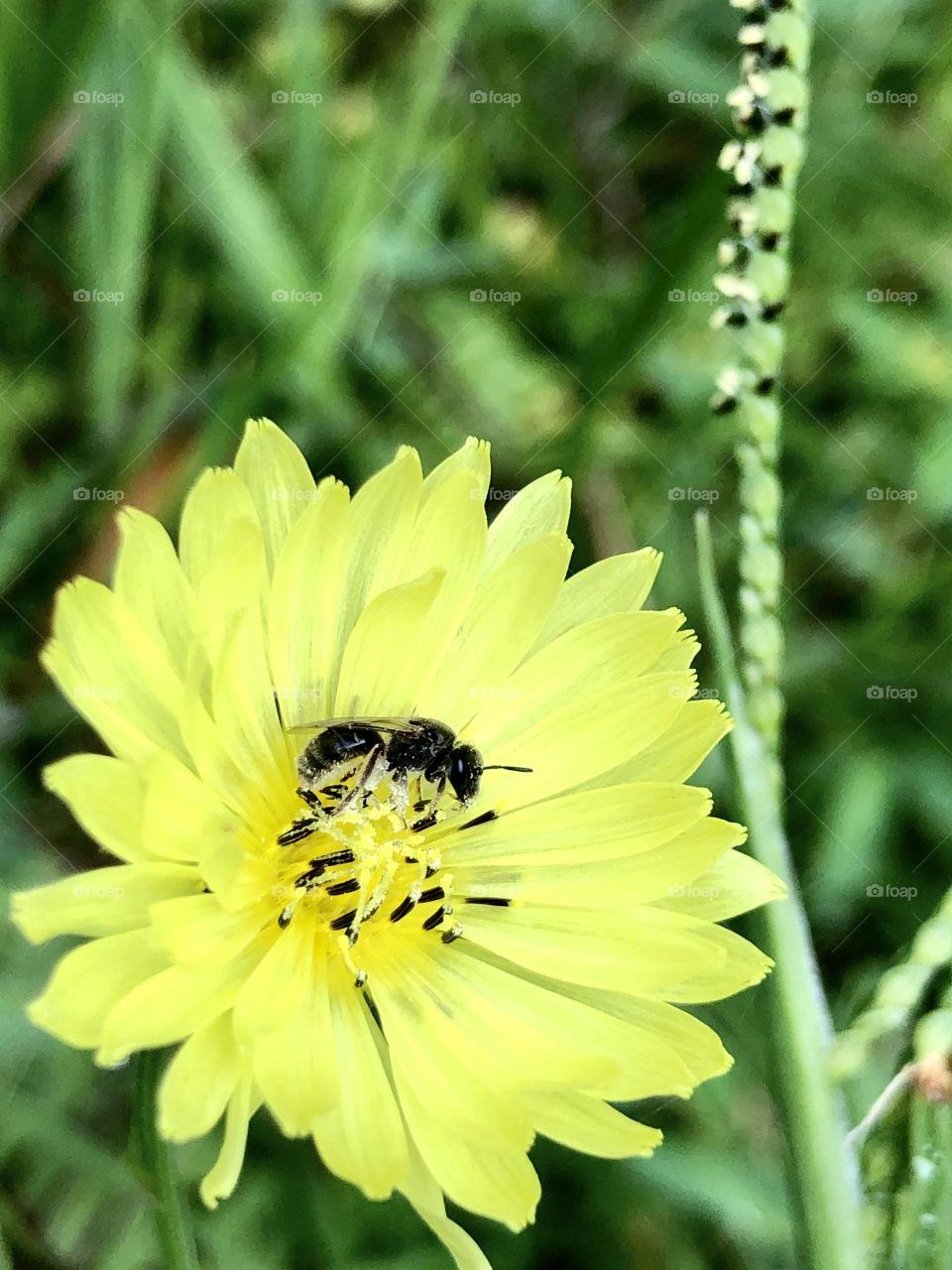 Bee closeup on pale yellow wildflower in grass