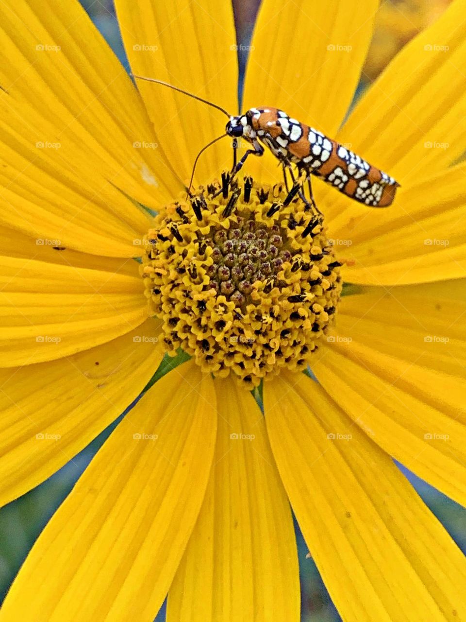 This is spring - Ailanthus webworm moth - This small, very colorful moth resembles a true bug or beetle when not in flight, but in flight it resembles a wasp