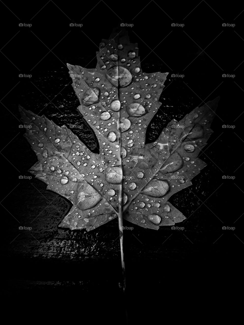 black and white photograph of raindrops collected on a maple leaf.