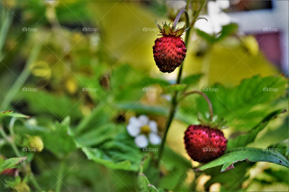 Two red wild berries growing in the summer