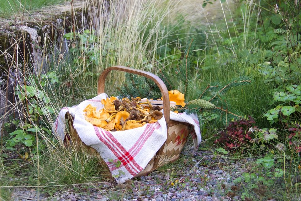 Chanterelles, mushrooms