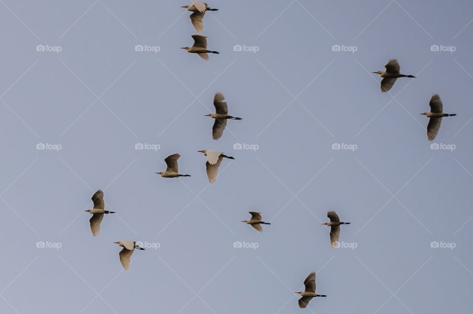 Birds migrating
