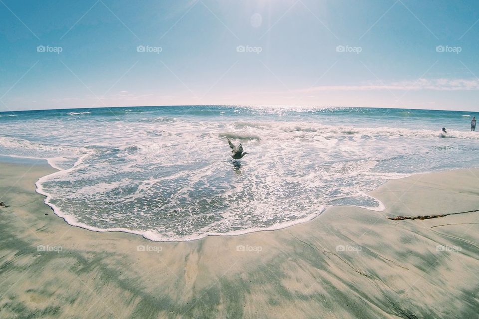 Bird on the Beach