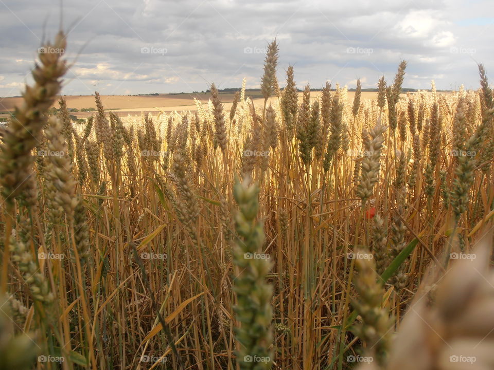 Ears Of Wheat