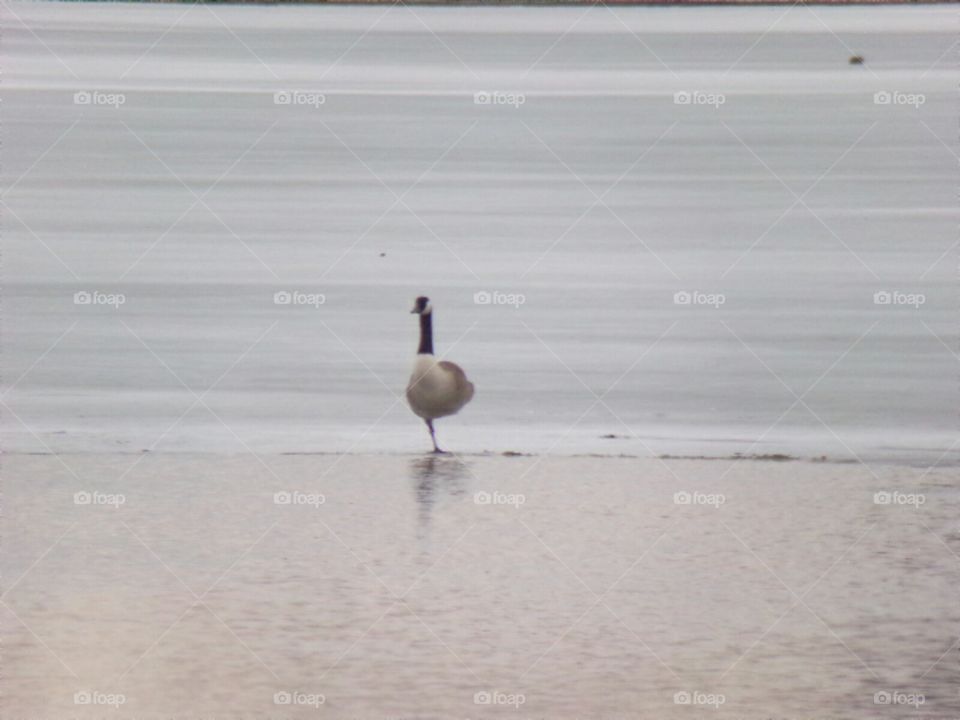 melting away the winter freeze.