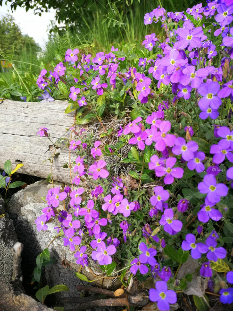 purple