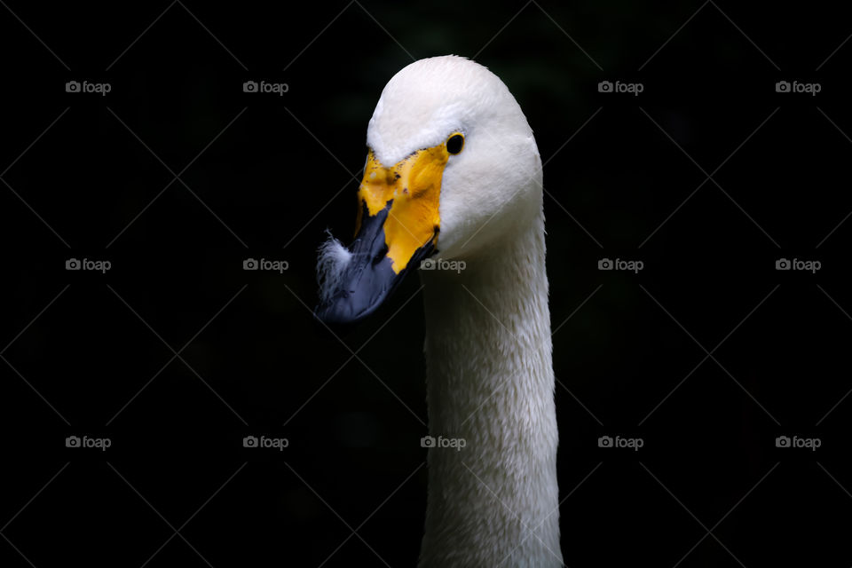 Beautifull swan