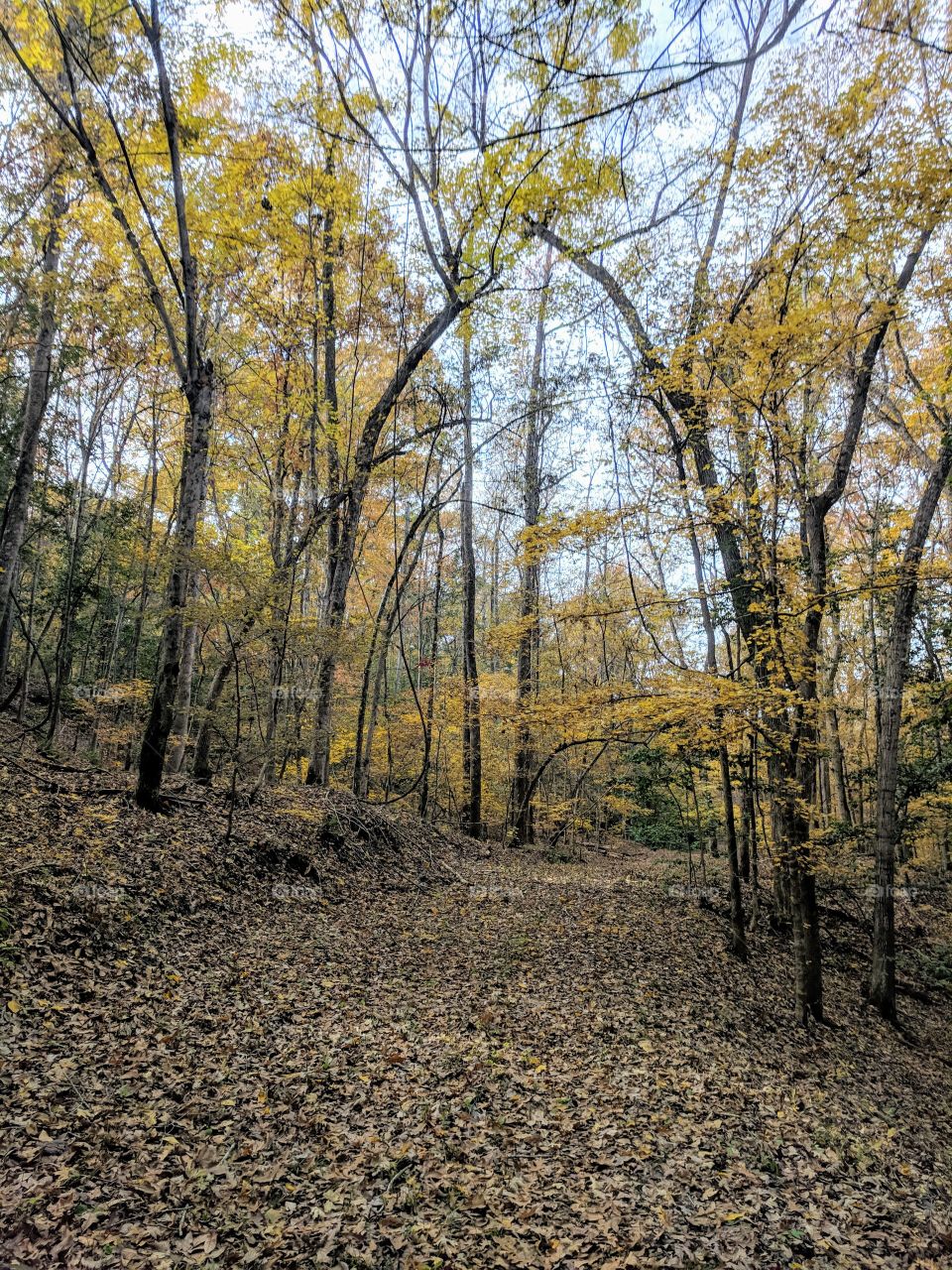 Fall Trail