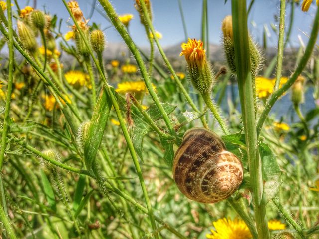 Nature in macro !