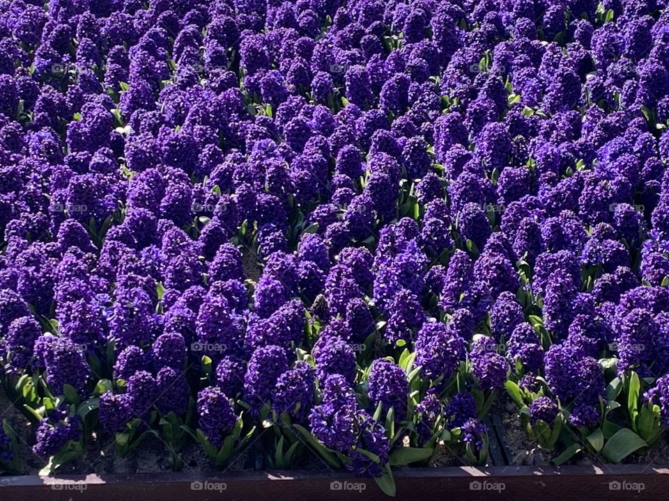 Flowers in Copenaghen 