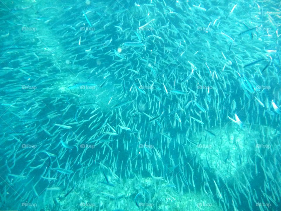 Fish, Galapagos