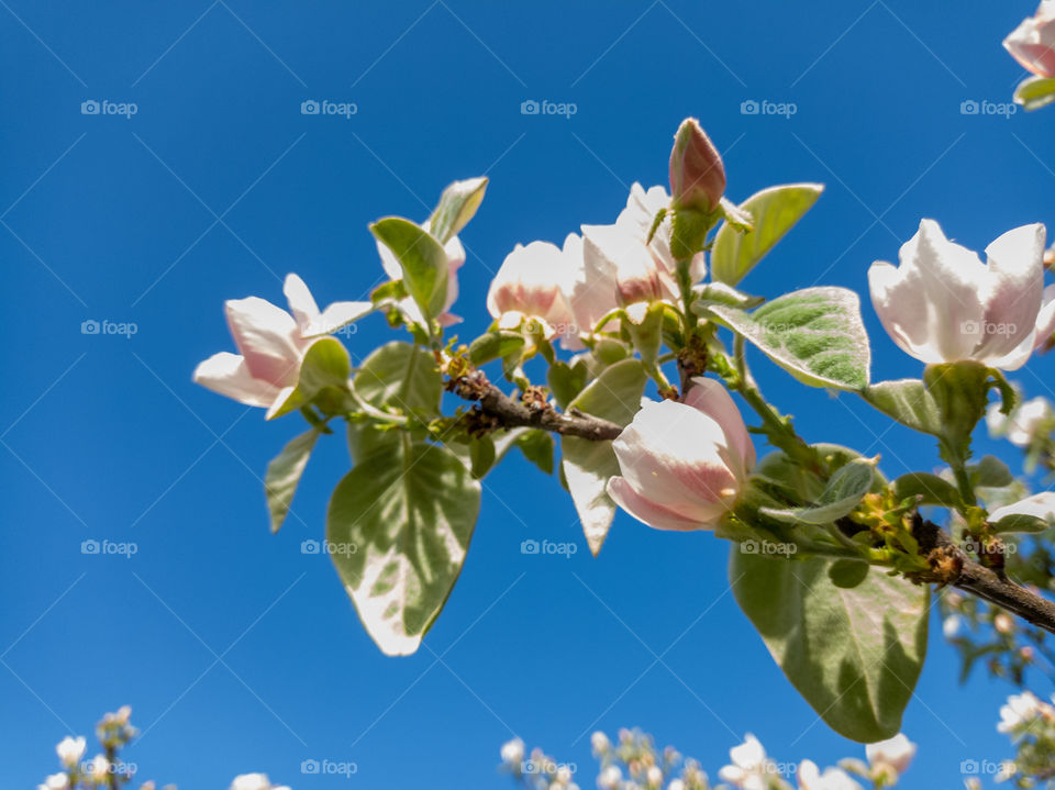 The color of quince. May. Branch.