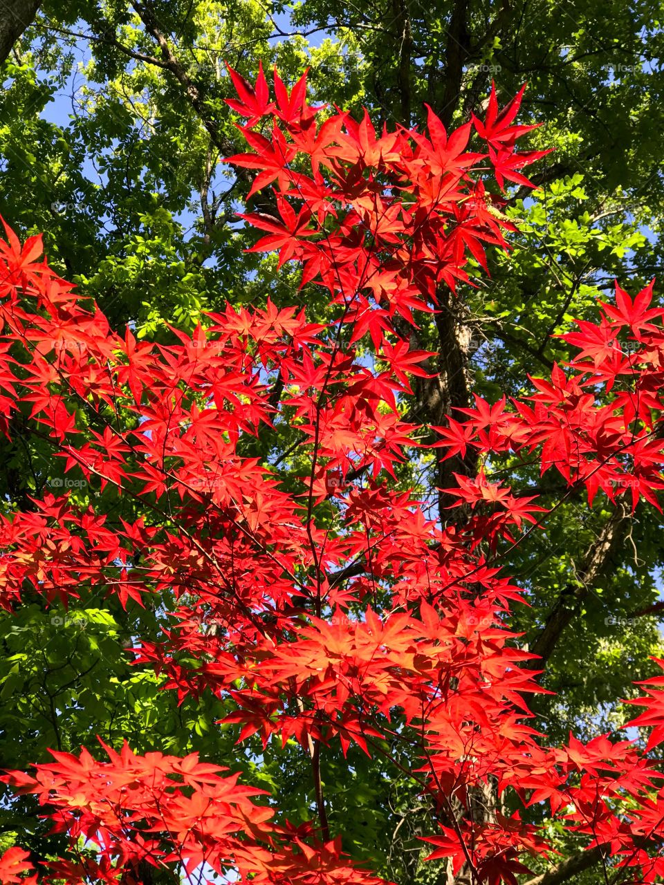 Japanese Red Maple 
