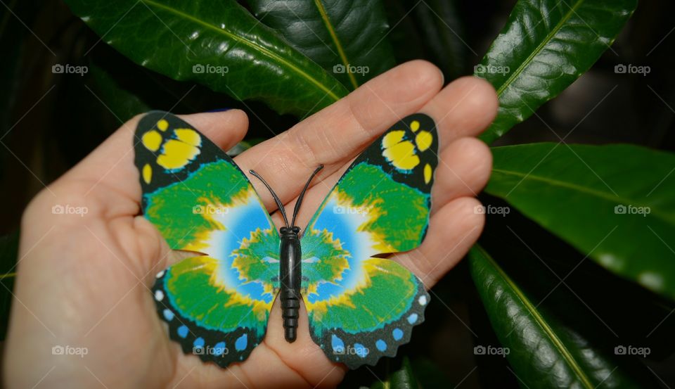 Nature, Butterfly, Insect, Summer, Beautiful