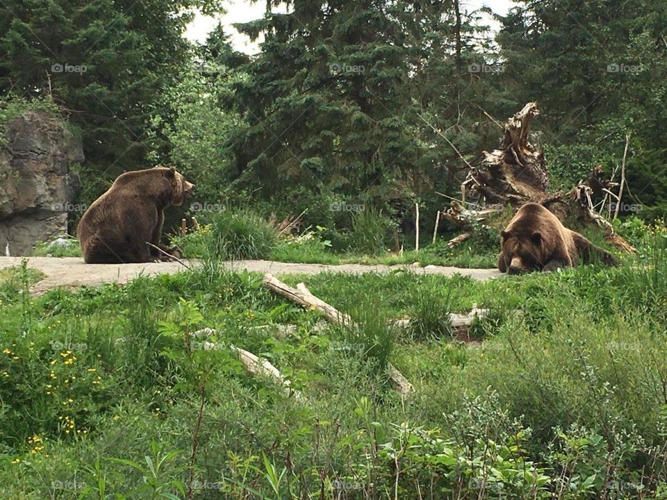 Two grizzlies 
