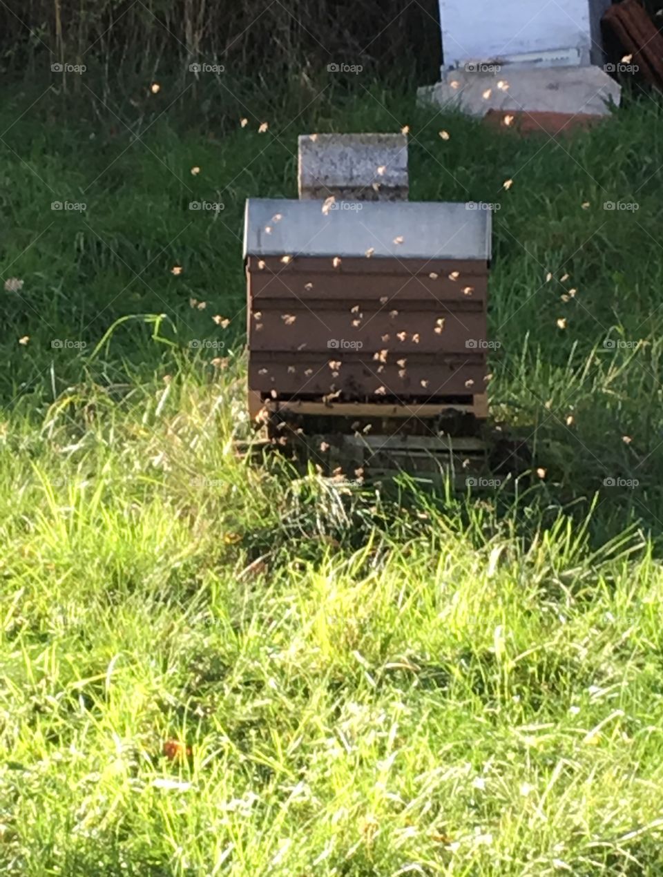Beehive in sun
