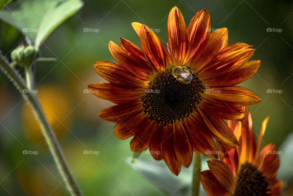 sunflowers bees and bumblebees