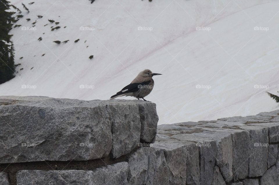 Bird in snow