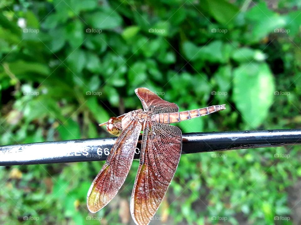 Closeup, littile dragonfly