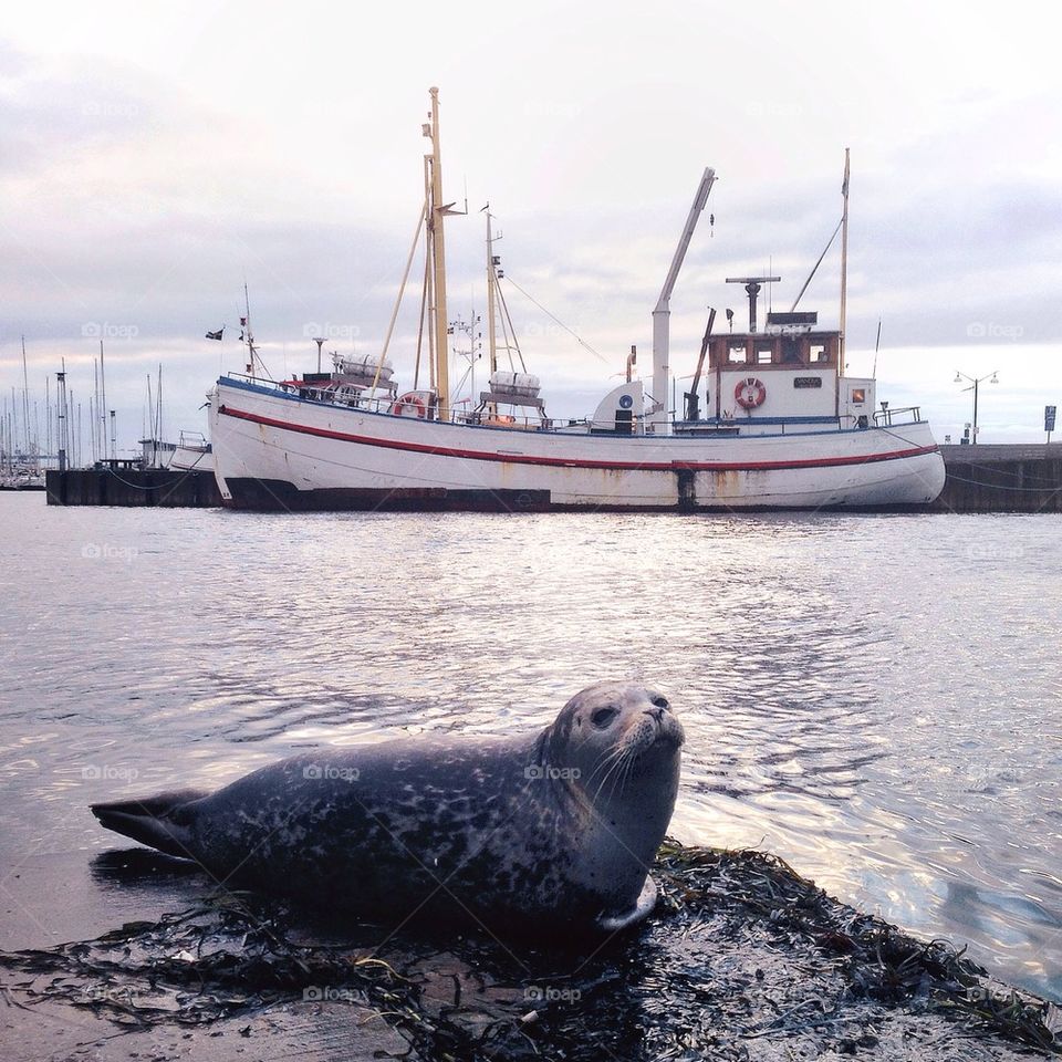 Stranded seal