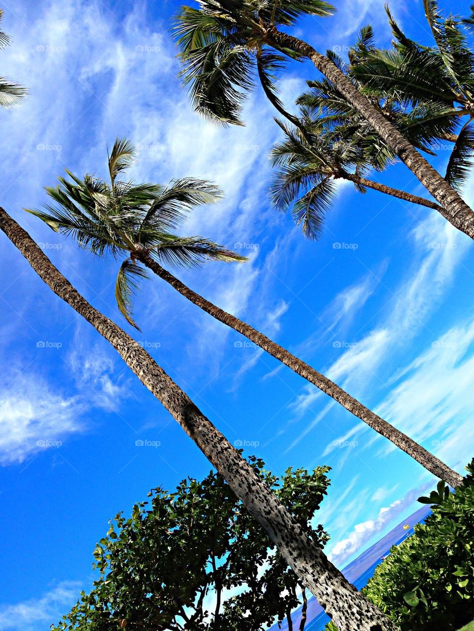 Maui Palms