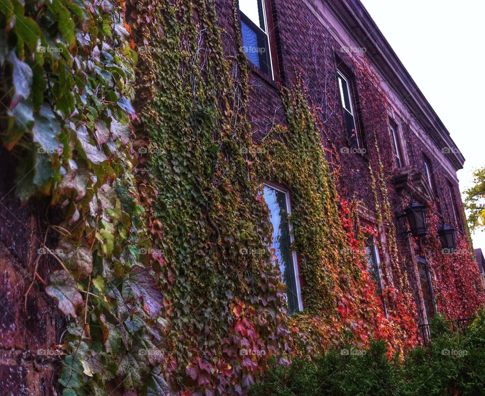 Wall surrounded by creeping ivy plants