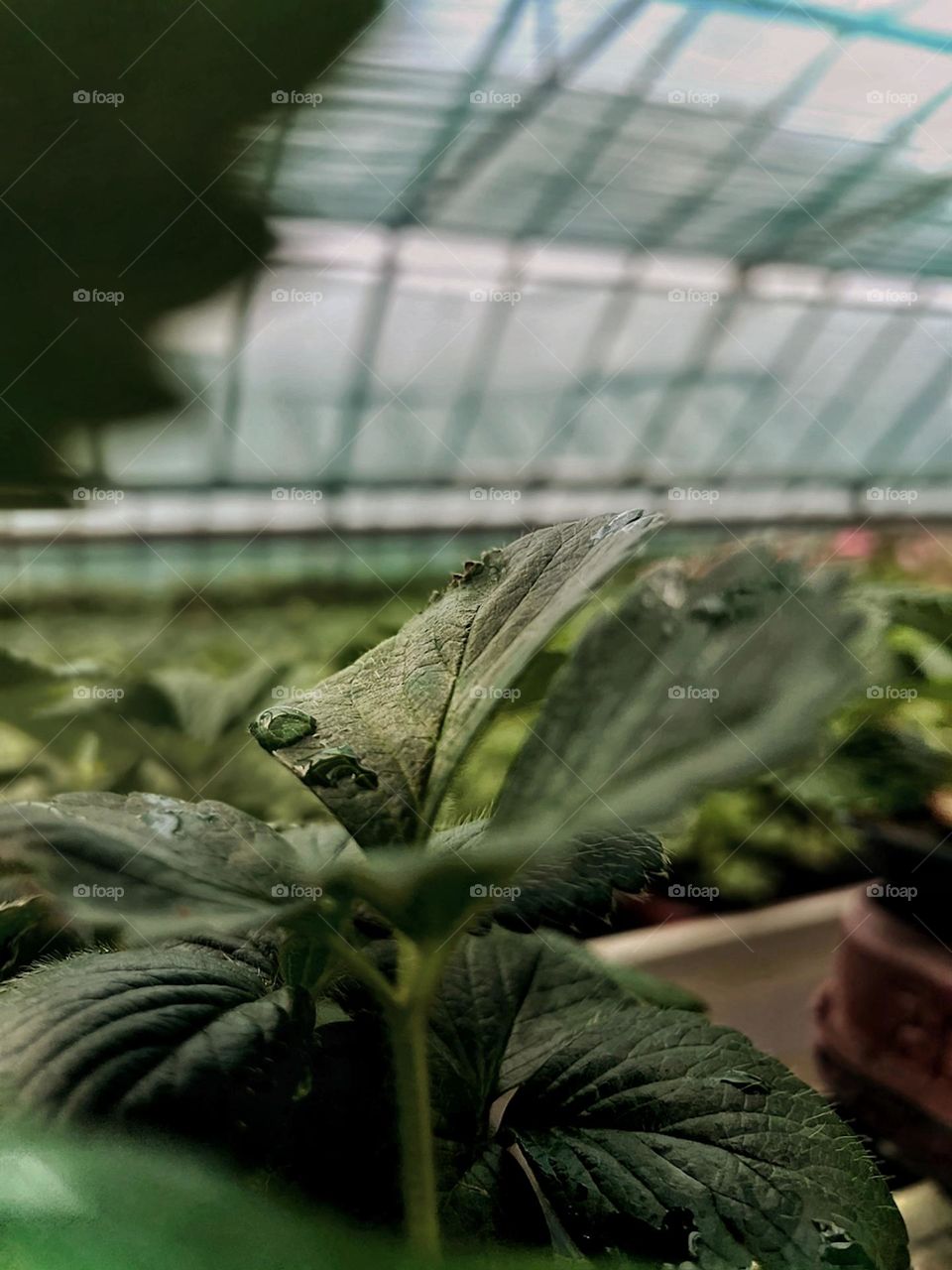 a drop of water on a green leaf of a flower in a greenhouse