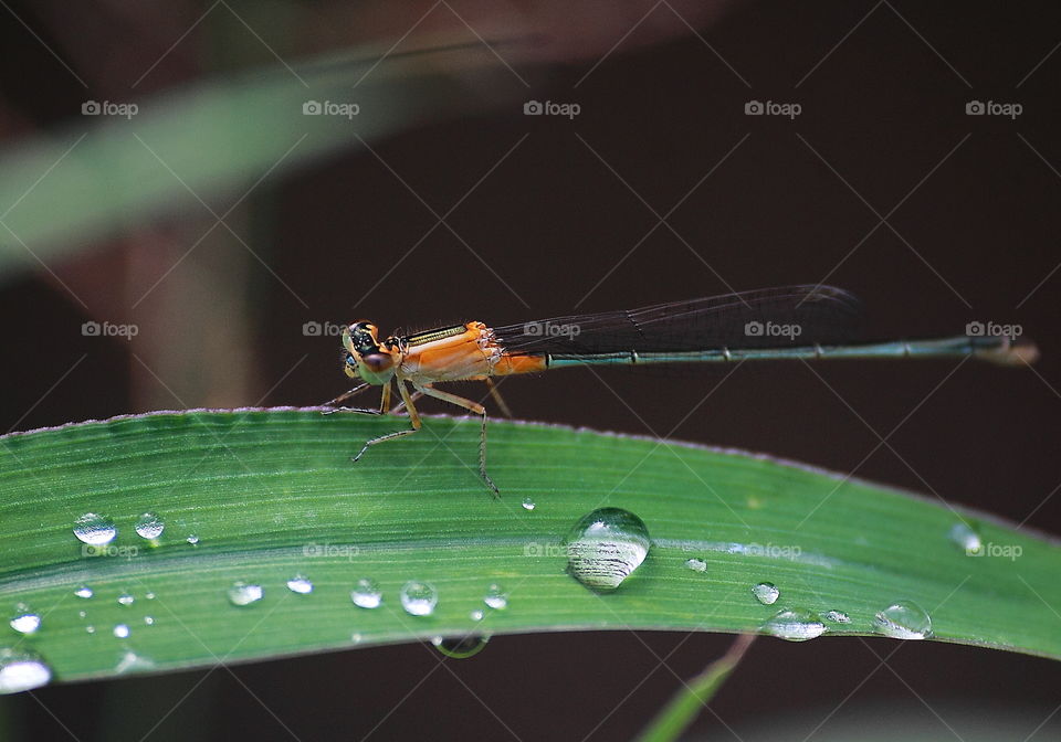 Ischnura senegalensis. Female of tropical blue tail. Pale white and oranje with that lovely black at the dorsal with. Pair of eyes compound out as a reason for category to the darmselfy. Narrow wings with little spot black calling pterostigma.