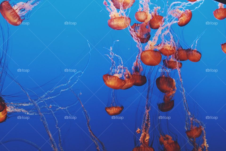 Jellyfish gang