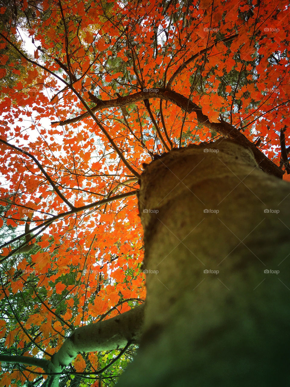 Looking up to the sky at the fall foliage. 