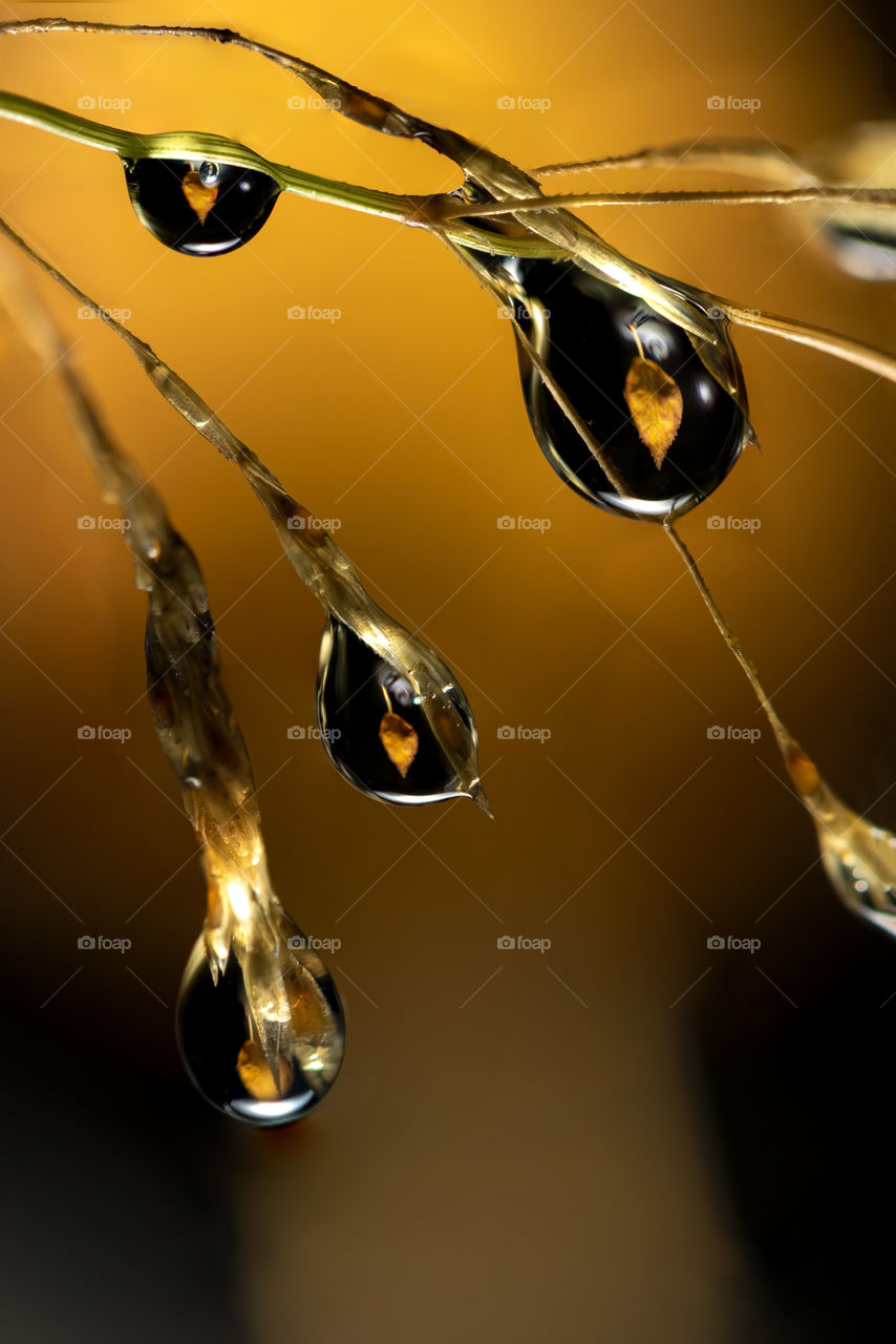 A macro portrait of multiple water droplets hanging from a blade of grass with in each droplet a reflection of a yellow fall colored leaf. the leaf gives the blurry orange background.