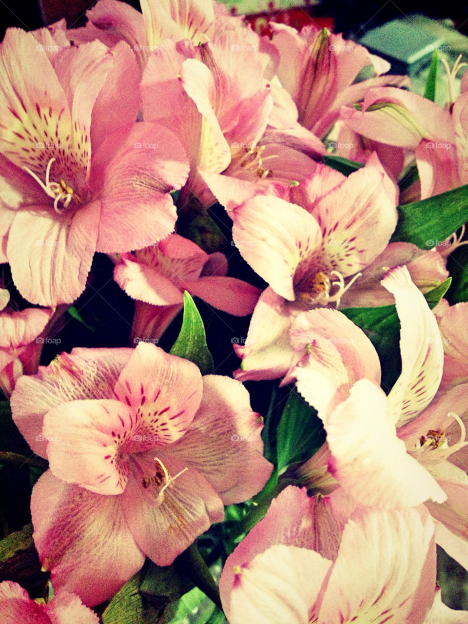 pink flower leaves gift by squishypie