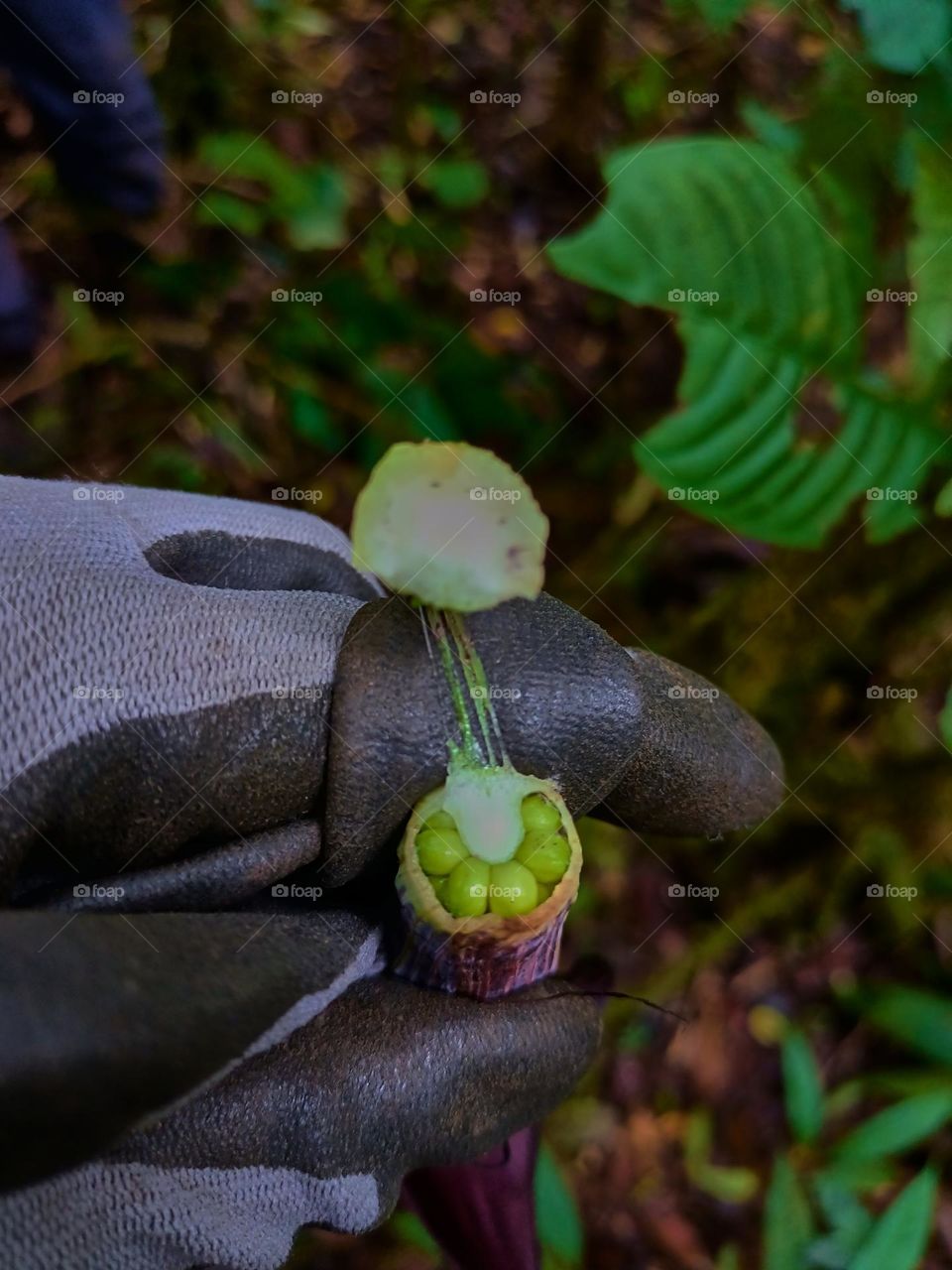 Cobra lily (Arisaema sp) blooming with
blurred plant leaves
background, growing in tropical forest of North sumatra,
Indonesia