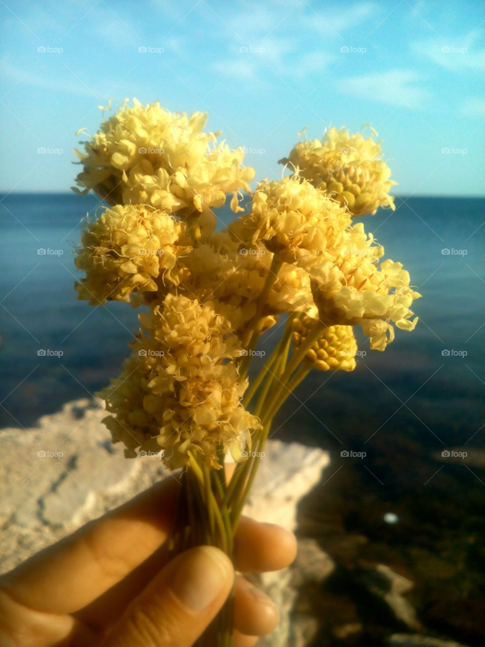 Nature, No Person, Flower, Summer, Beautiful