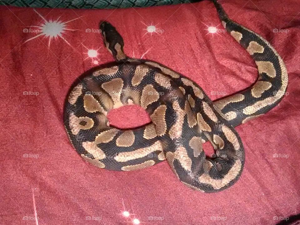 mojave ball python