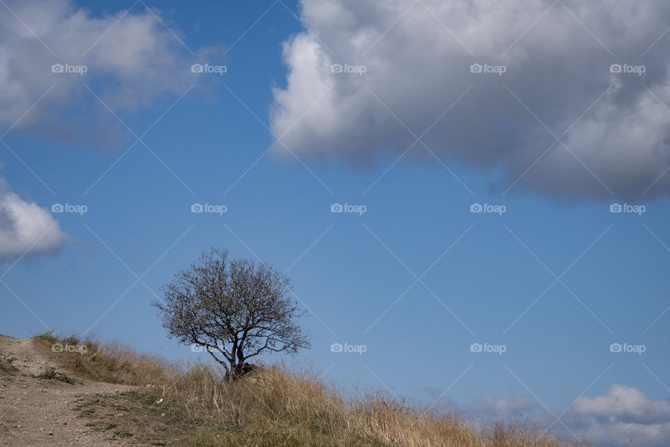 Nice scene of sky and tree