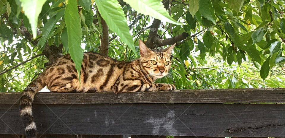 cat on a fence urban animal