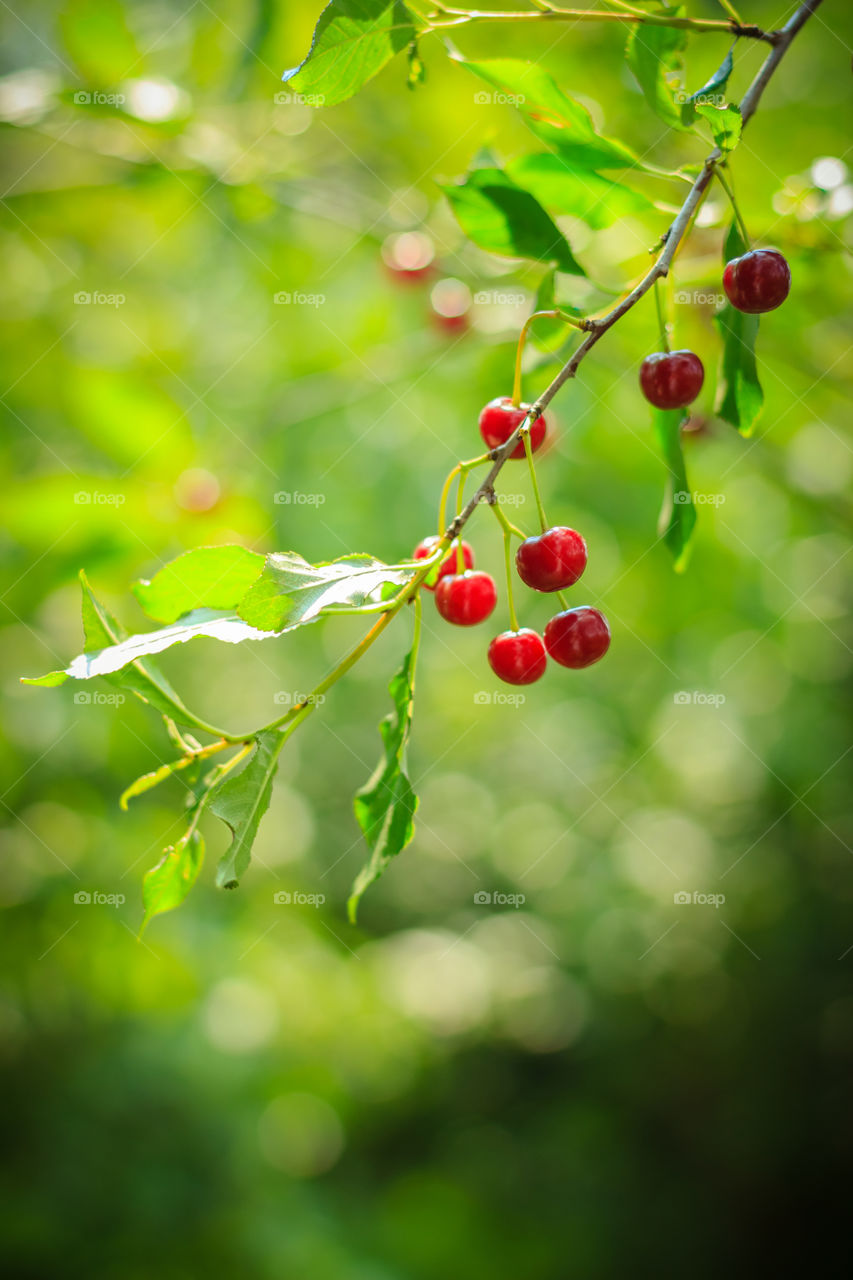 Cherries on the branch