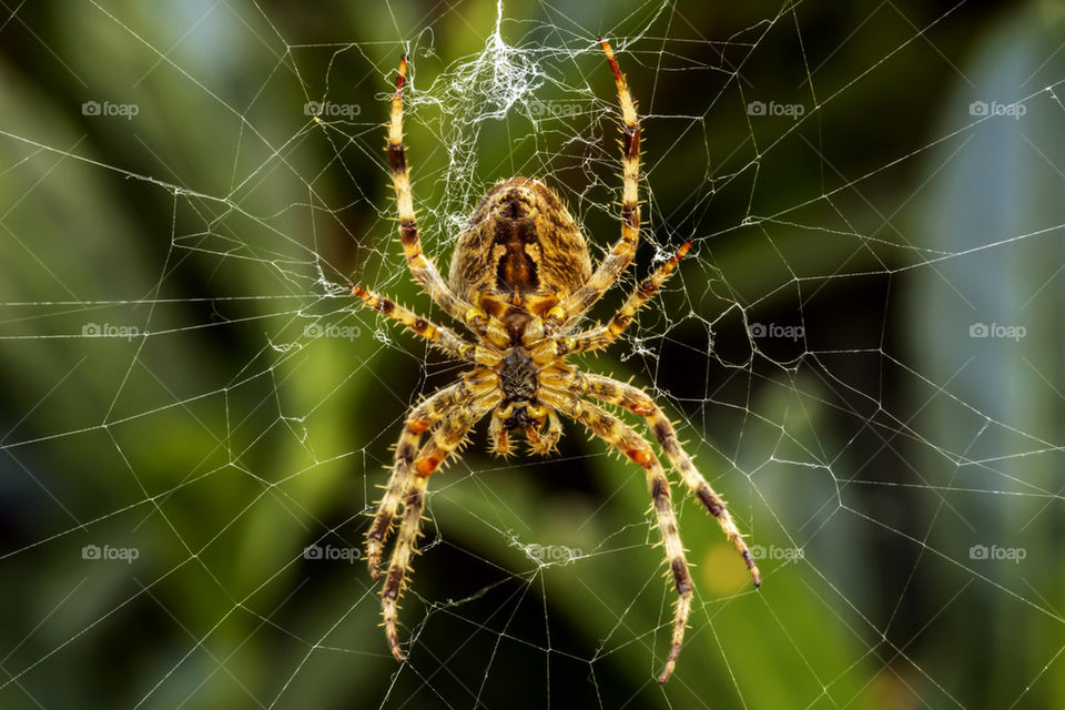 In the Net