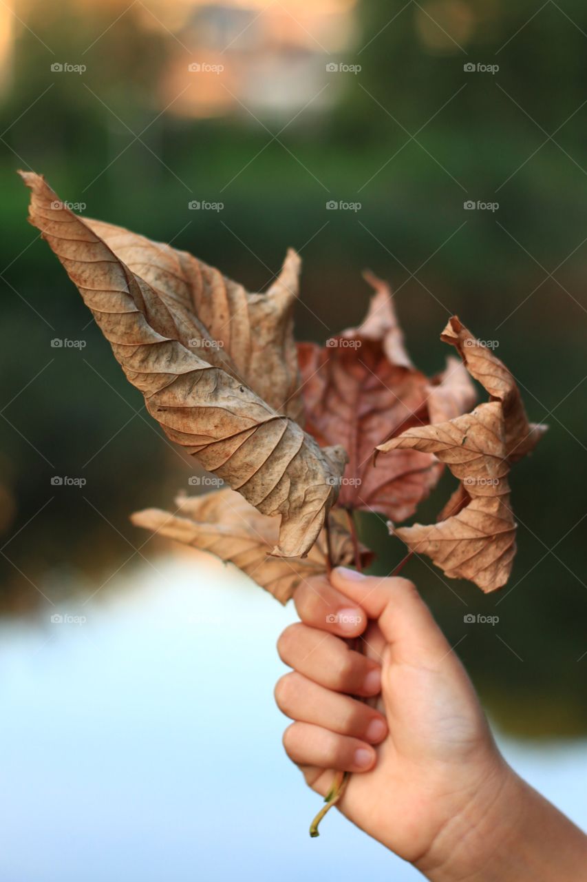Leaf in hand