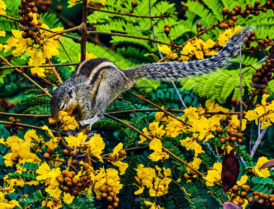 Squirrel eating yellow flower 