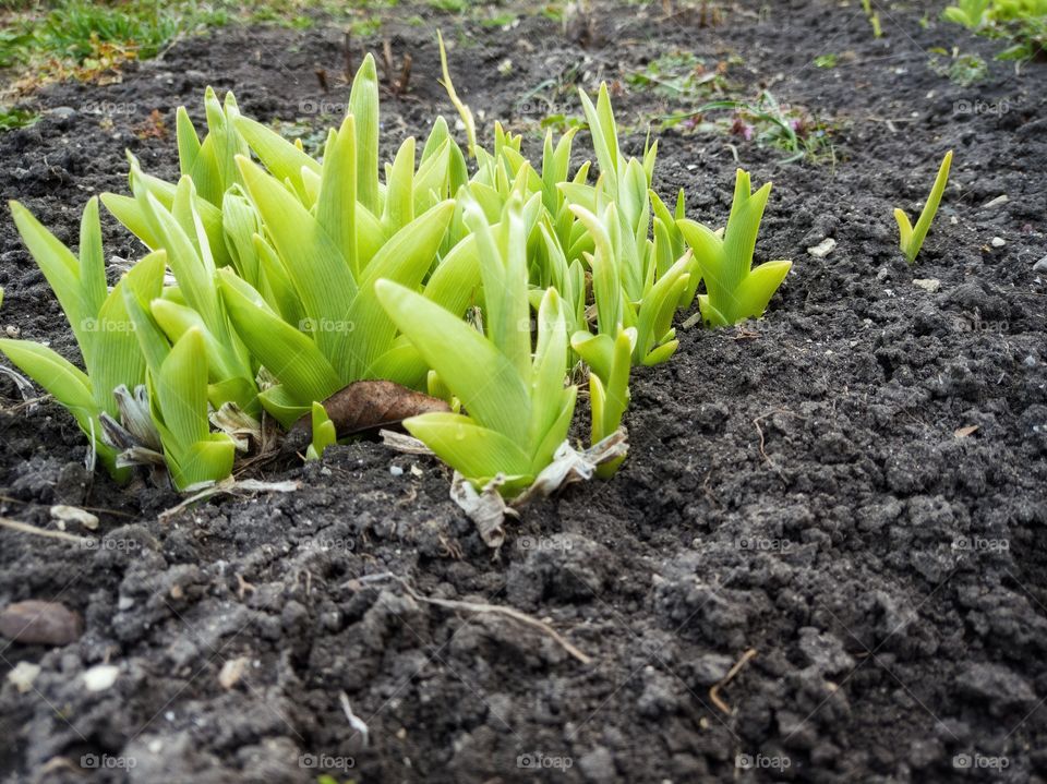 The green of the daylily. spring, March.