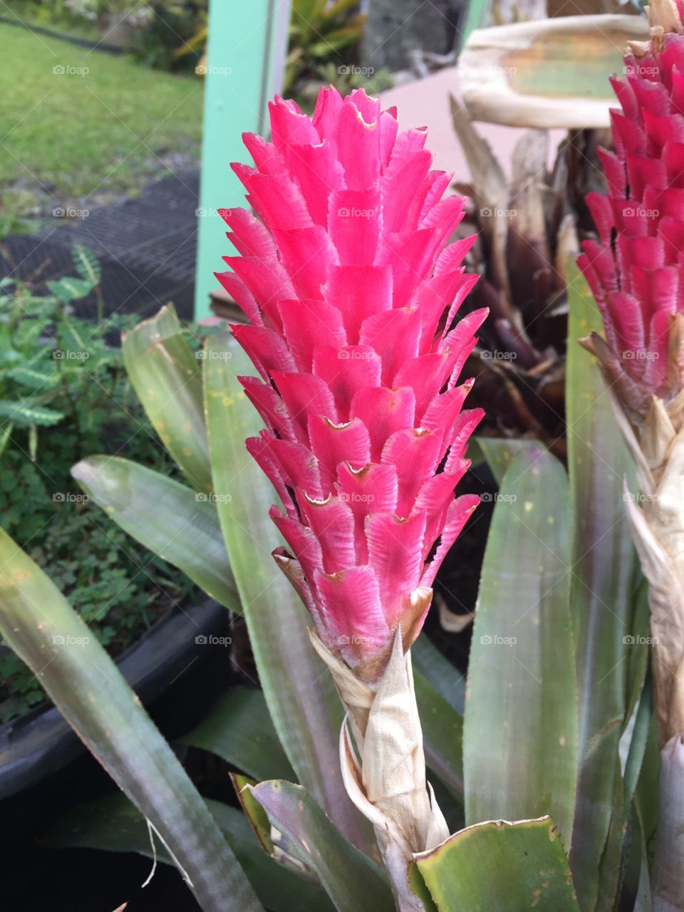 Hawaii flower