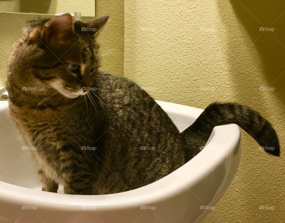 Cat in sink